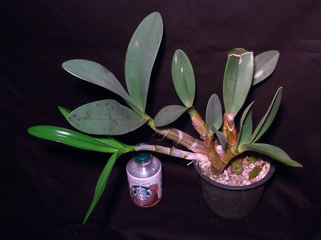 洋ラン 原種 デンドロビューム タイミンセッコク Den. speciosum