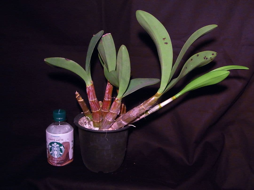 洋ラン 原種 デンドロビューム タイミンセッコク Den. speciosum