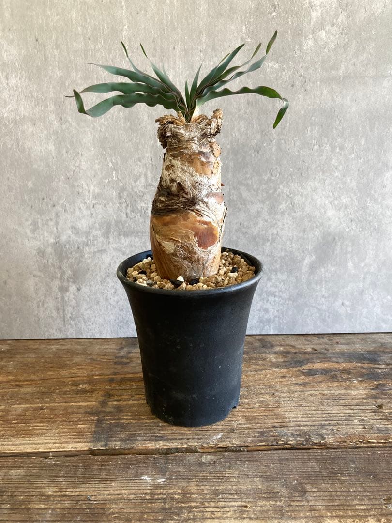 ブーファン　ディスティカ　現地球発根済6-31