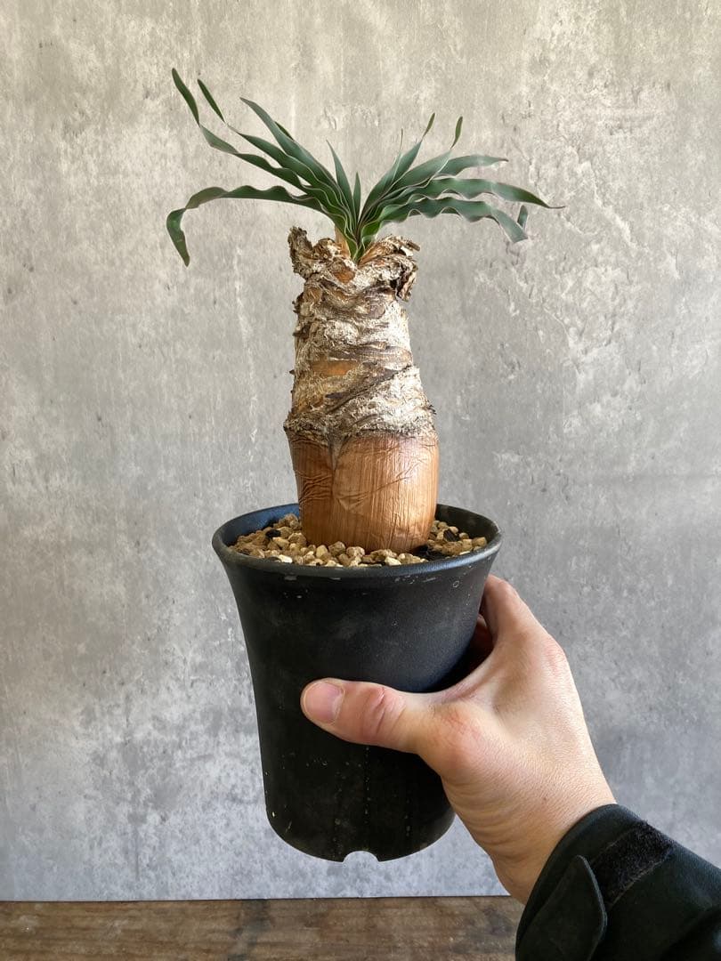 ブーファン　ディスティカ　現地球発根済6-31