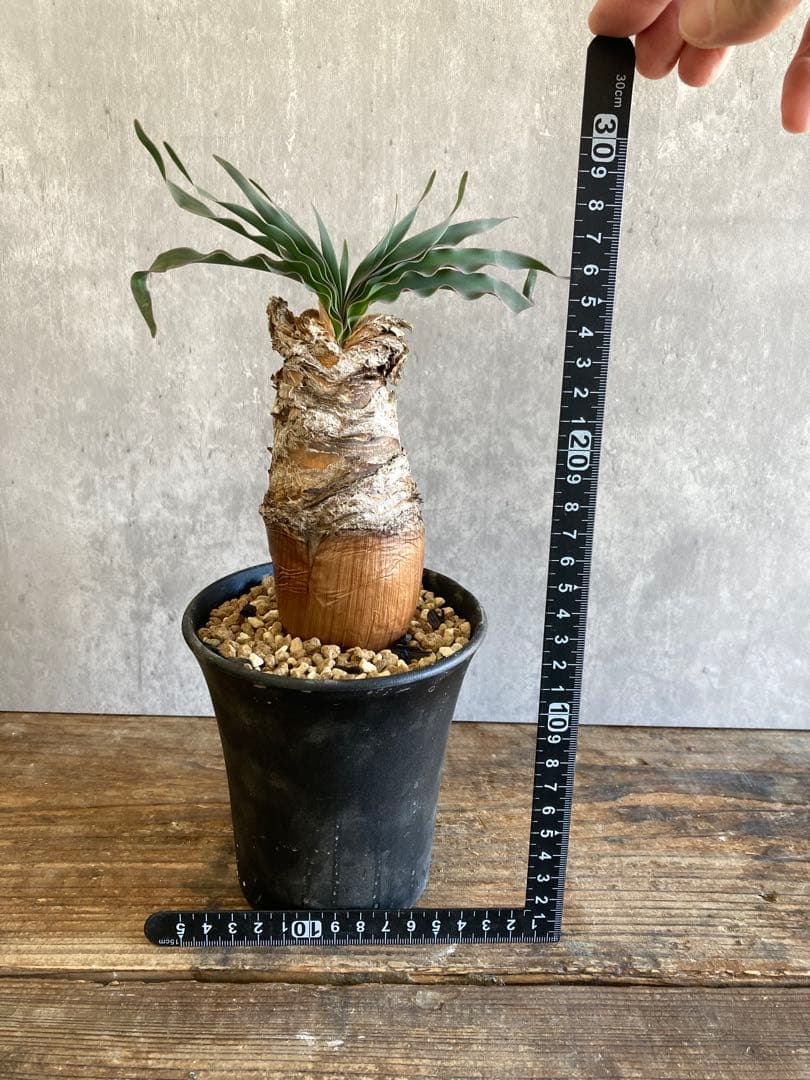 ブーファン　ディスティカ　現地球発根済6-31