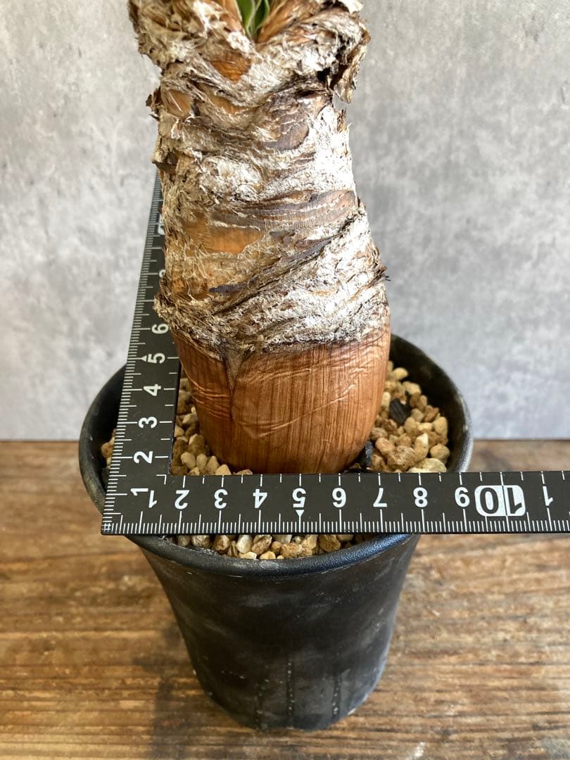 ブーファン　ディスティカ　現地球発根済6-31