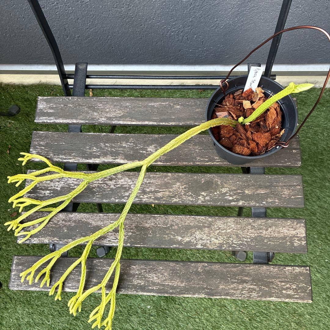 ❤️メルカリ便配送❤️フペルジア　Huperzia tetrasticha 激レア