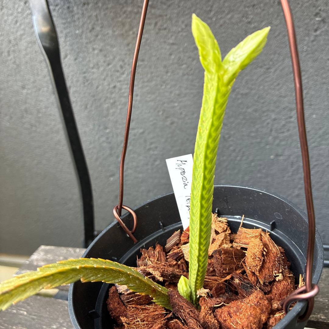 ❤️メルカリ便配送❤️フペルジア　Huperzia tetrasticha 激レア