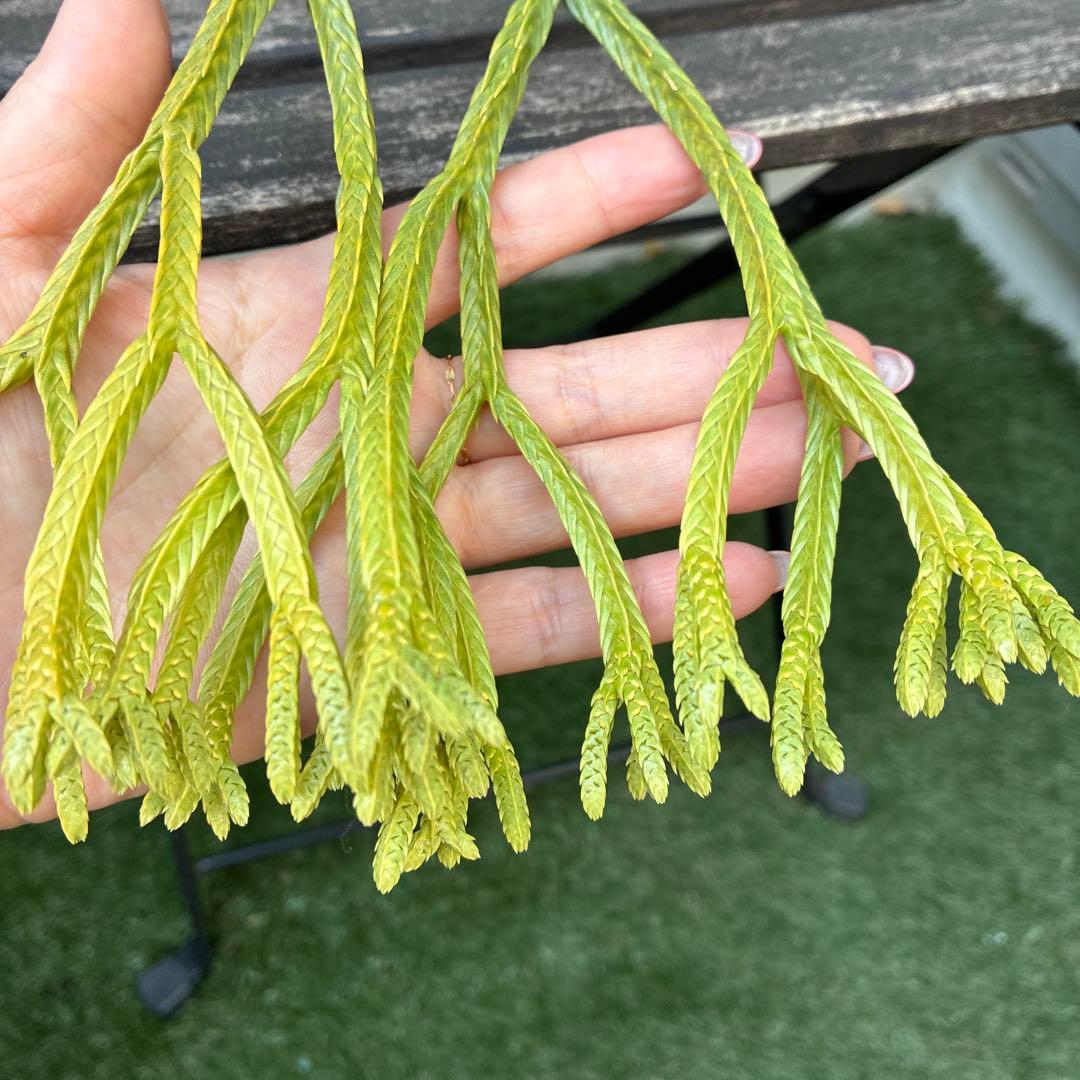 ❤️メルカリ便配送❤️フペルジア　Huperzia tetrasticha 激レア