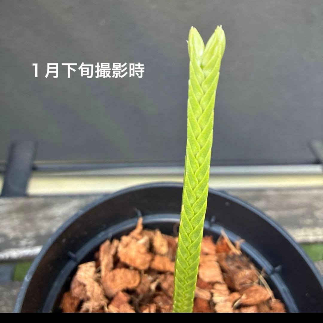 ❤️メルカリ便配送❤️フペルジア　Huperzia tetrasticha 激レア