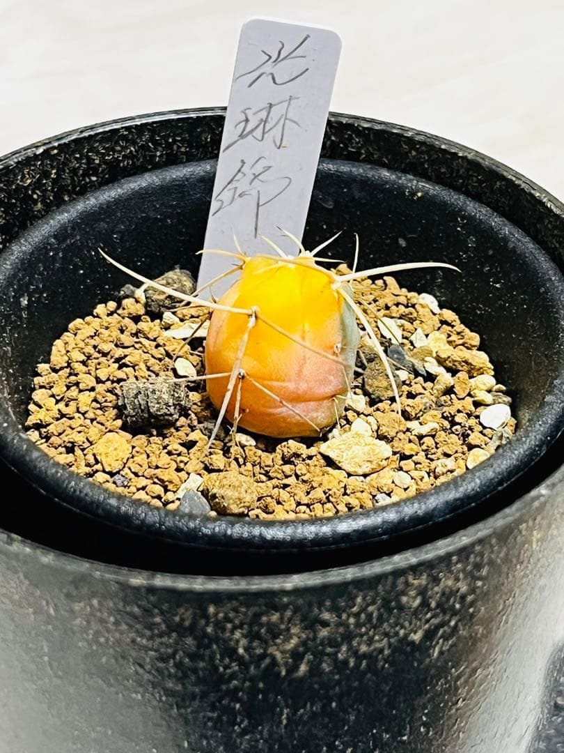 ✨現物①点限り✨超激レア✨光淋錦✨こうりん錦✨