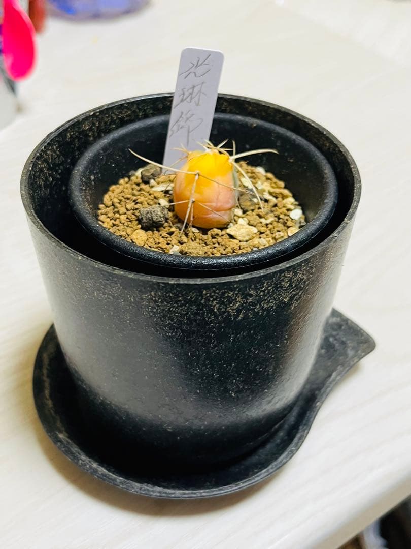 ✨現物①点限り✨超激レア✨光淋錦✨こうりん錦✨