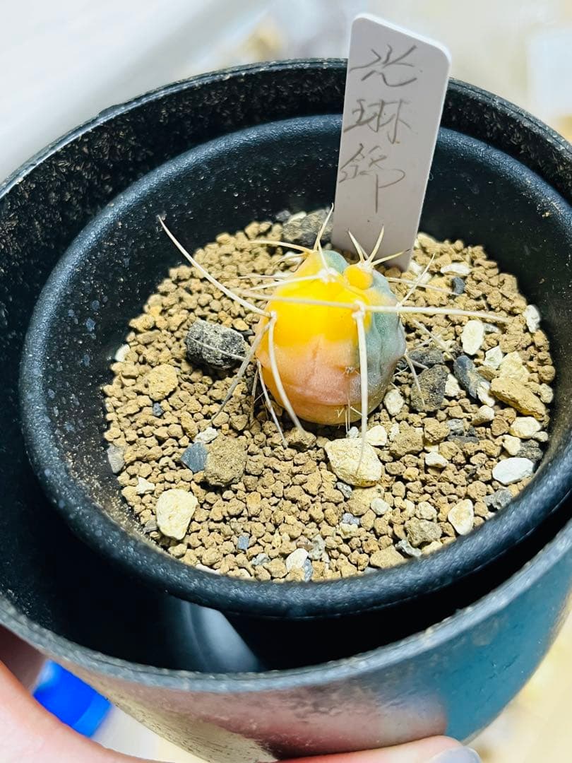 ✨現物①点限り✨超激レア✨光淋錦✨こうりん錦✨