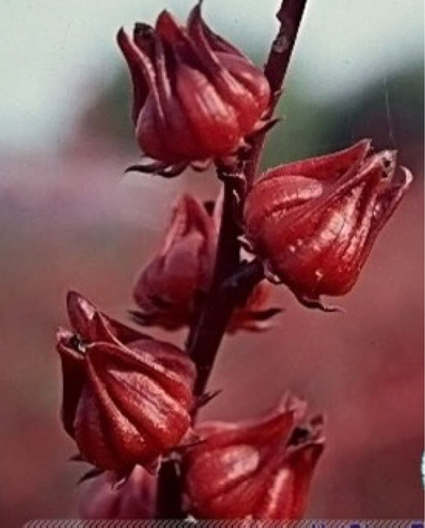 専用★ローゼルの種【100粒】✖️30袋⭕️まとめ買い御利用で20%OFFに‼️