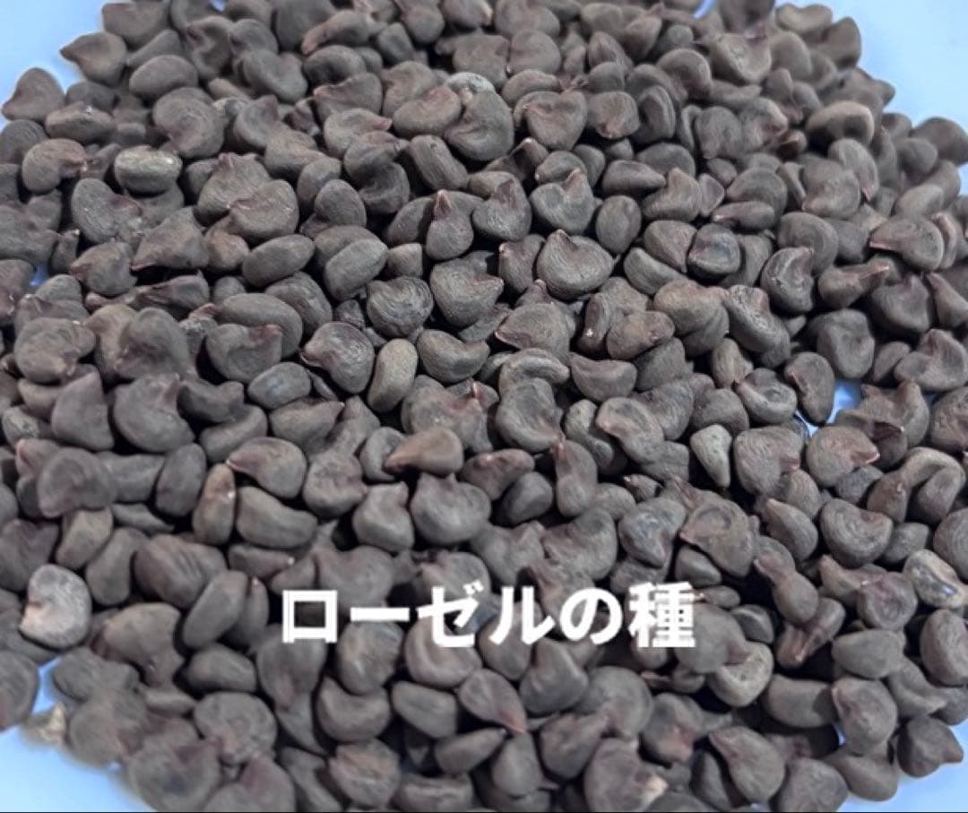 専用★ローゼルの種【100粒】✖️30袋⭕️まとめ買い御利用で20%OFFに‼️