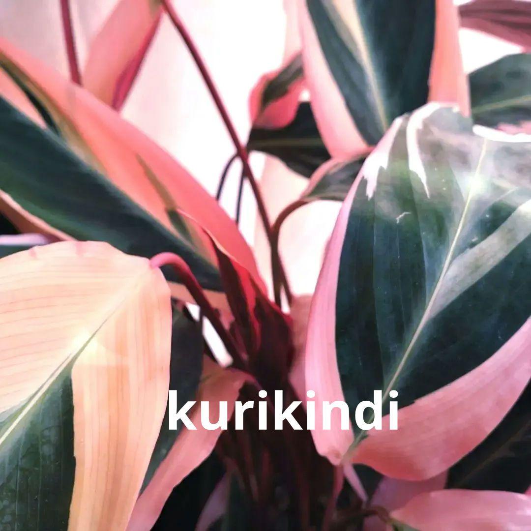 【ボリューム抜群】ストロマンテ　トリオスター(７号鉢)　単品(ca28-11)