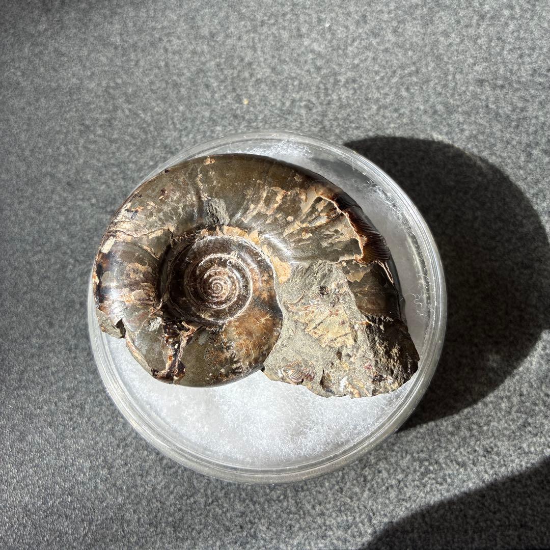 化石　アンモナイト