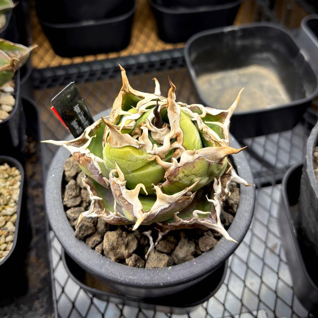 アガベ　チタノタ　白鯨　極美株