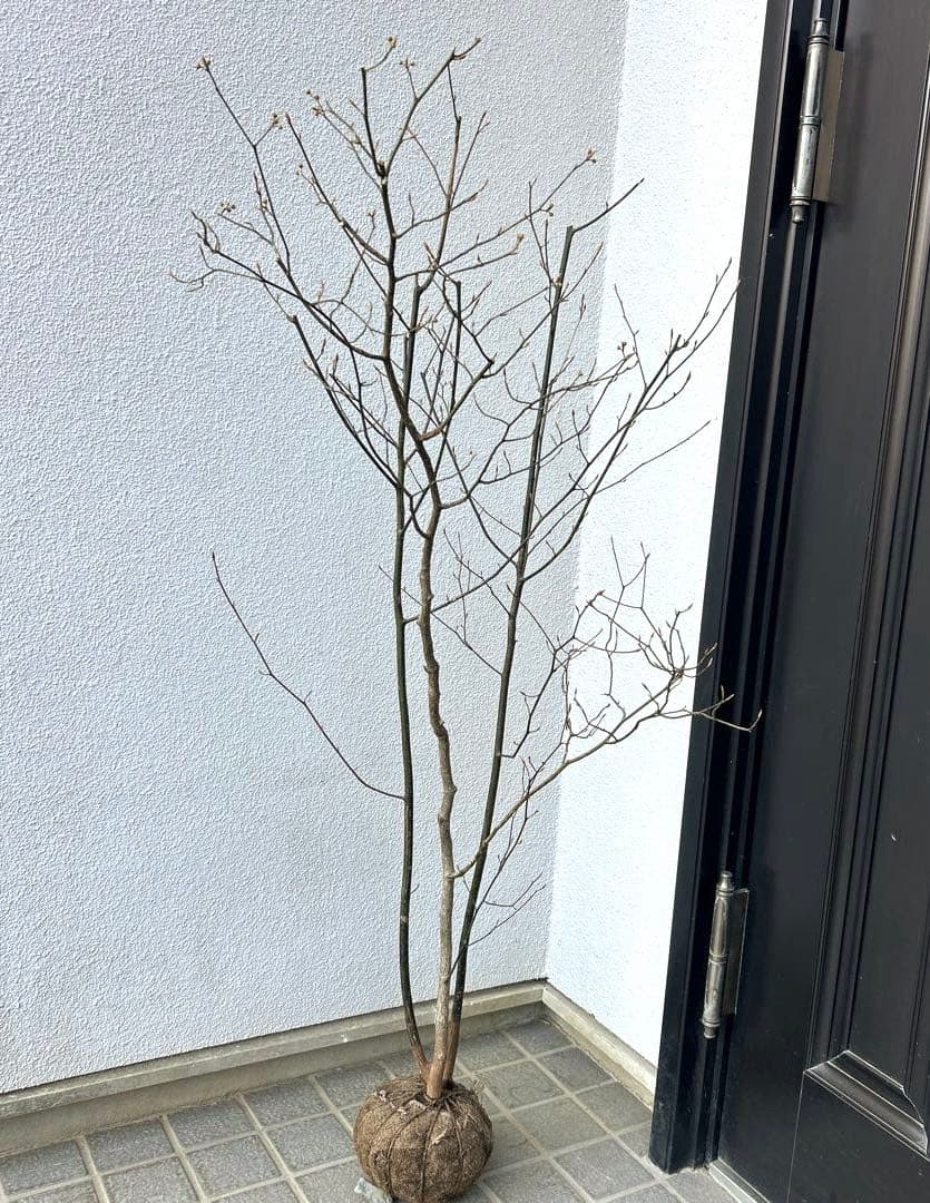 クロモジ（根巻き苗）黒文字　クロモジ苗木