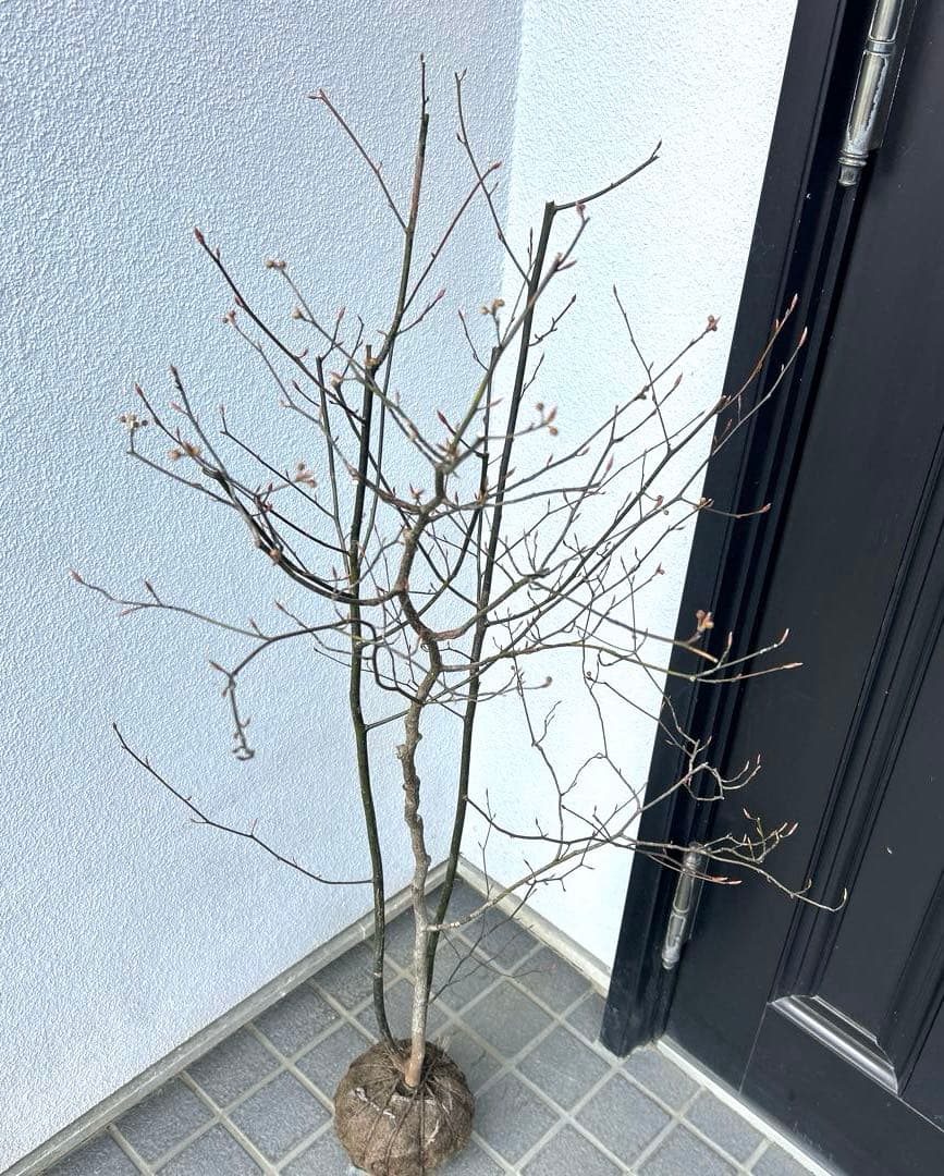 クロモジ（根巻き苗）黒文字　クロモジ苗木