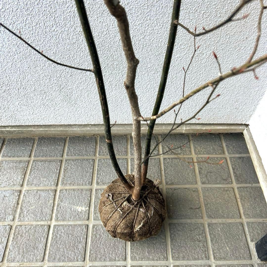 クロモジ（根巻き苗）黒文字　クロモジ苗木