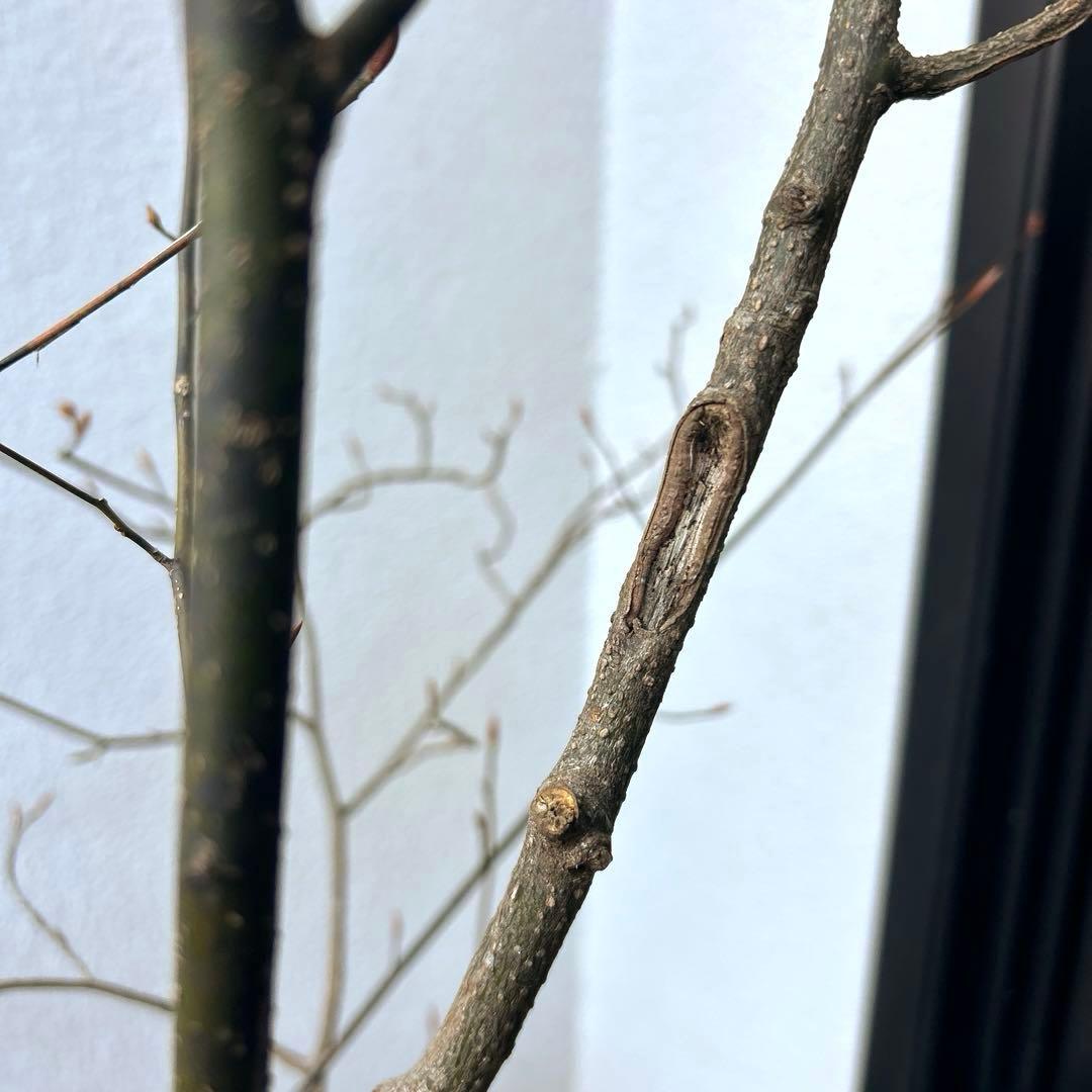 クロモジ（根巻き苗）黒文字　クロモジ苗木