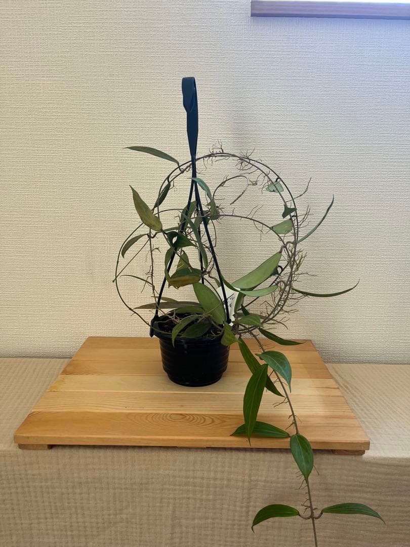 ホヤ Philippines SP