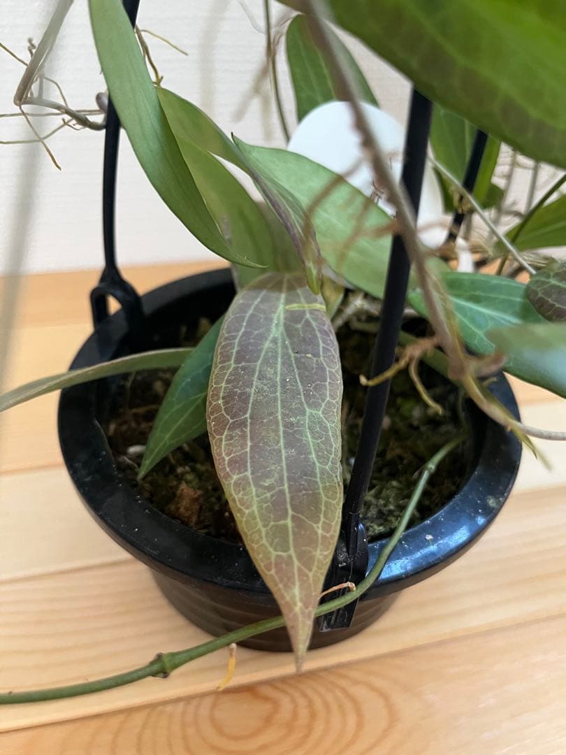 ホヤ Philippines SP