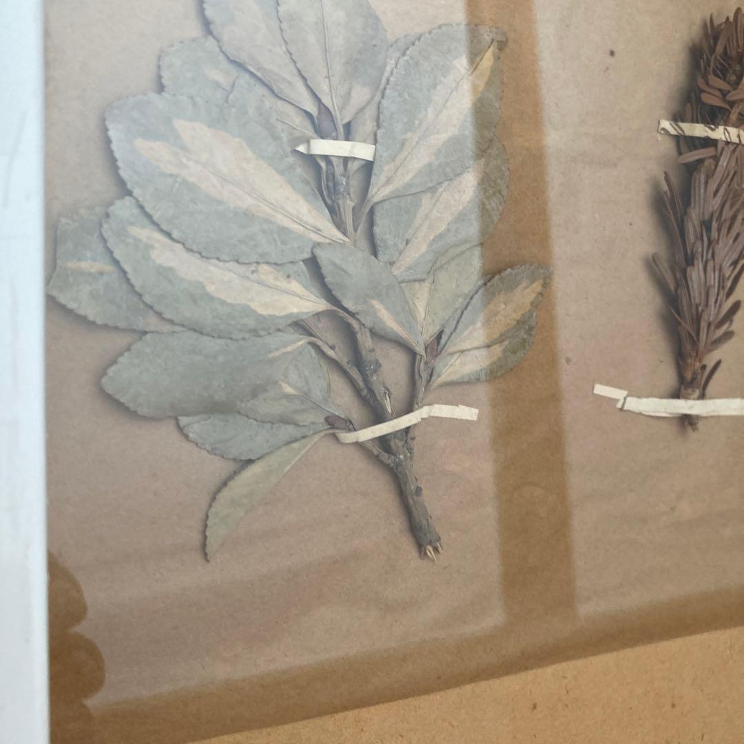 パリ　フランス製　アンティーク　押し花　ビンテージ　葉のボックスコラージュ 2