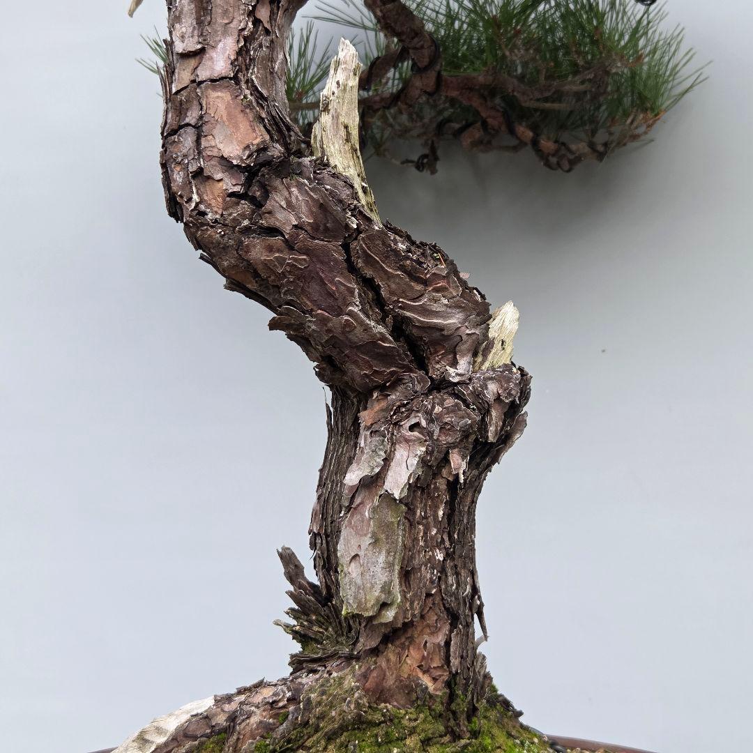 赤松　[捻幹模様木]　大品盆栽