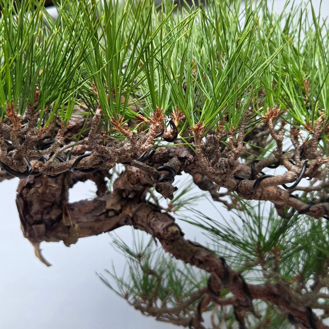 赤松　[捻幹模様木]　大品盆栽