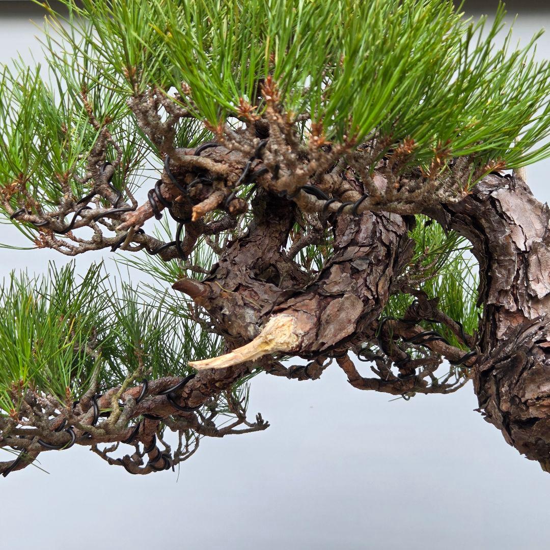 赤松　[捻幹模様木]　大品盆栽