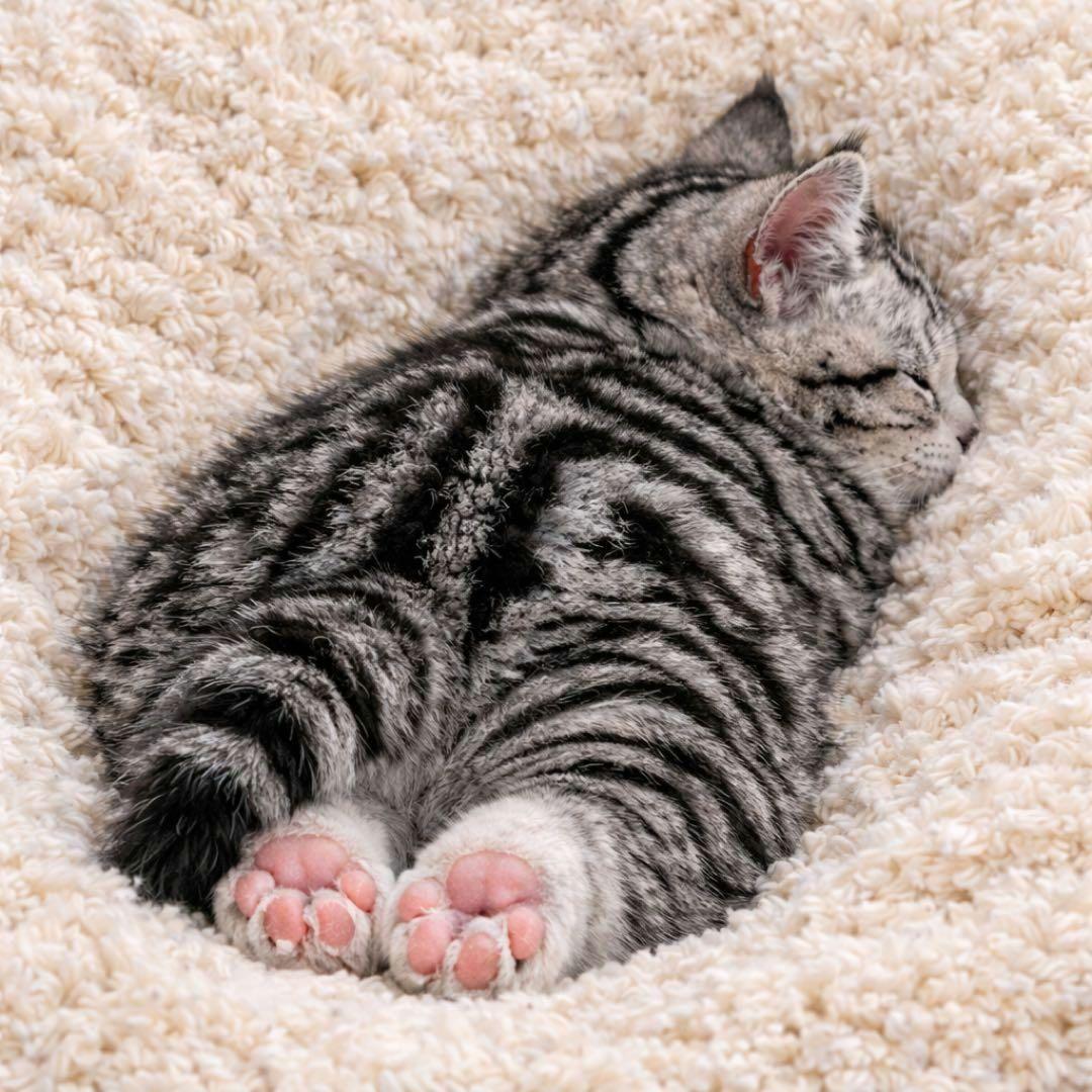 おねんねねこちゃんパネル生地　ハンドメイド