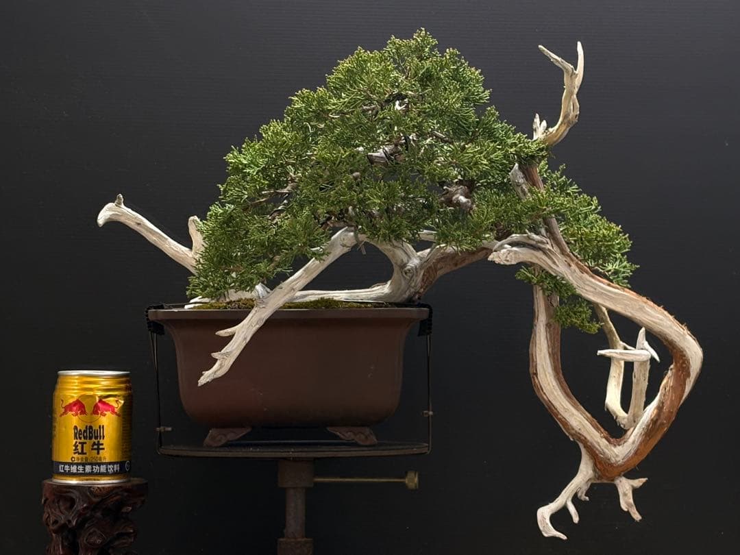 [盆栽]真柏/半懸崖/回転台付き