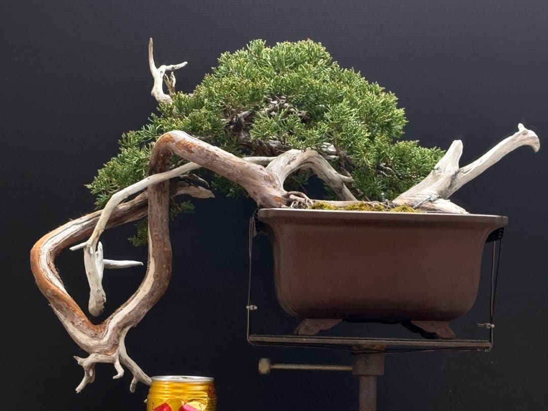 [盆栽]真柏/半懸崖/回転台付き