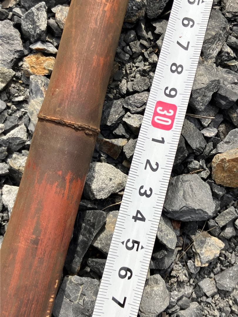 女竹本煤竹　希少2節