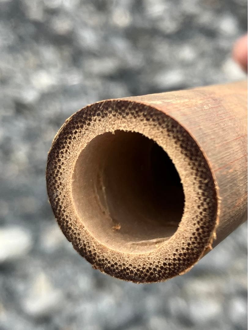 女竹本煤竹　希少2節