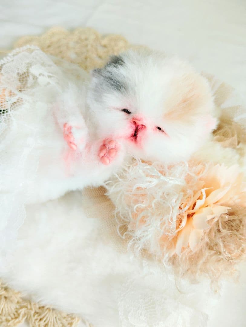 生後２日♡生まれたて子猫ちゃん♡エキゾベビー♡お布団セット♡アートドール♡