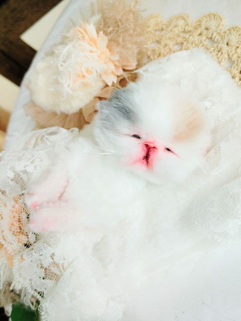 生後２日♡生まれたて子猫ちゃん♡エキゾベビー♡お布団セット♡アートドール♡