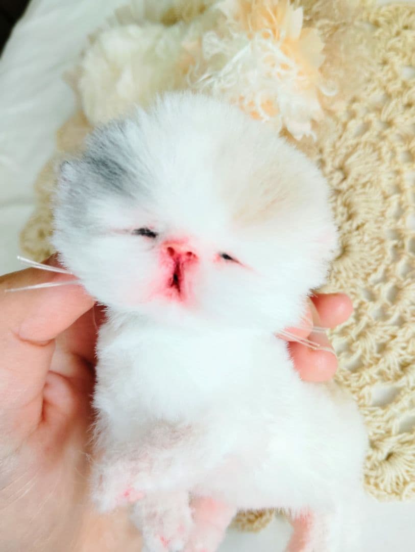 生後２日♡生まれたて子猫ちゃん♡エキゾベビー♡お布団セット♡アートドール♡