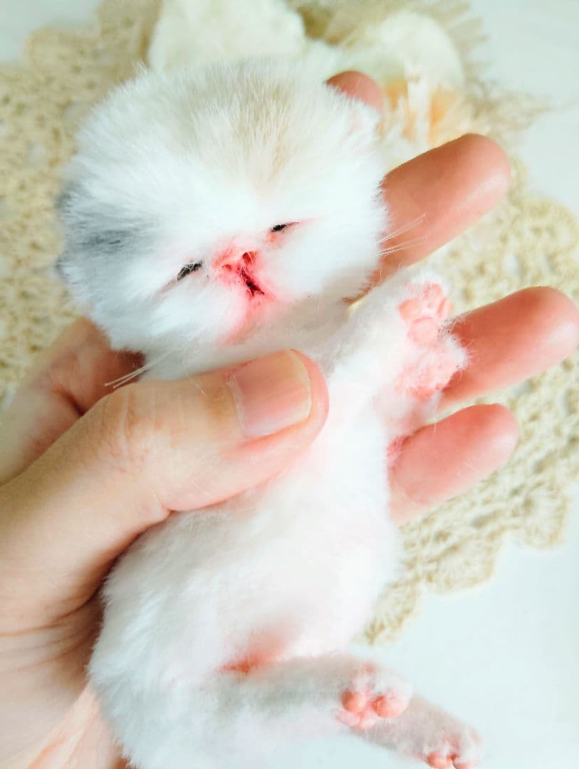 生後２日♡生まれたて子猫ちゃん♡エキゾベビー♡お布団セット♡アートドール♡