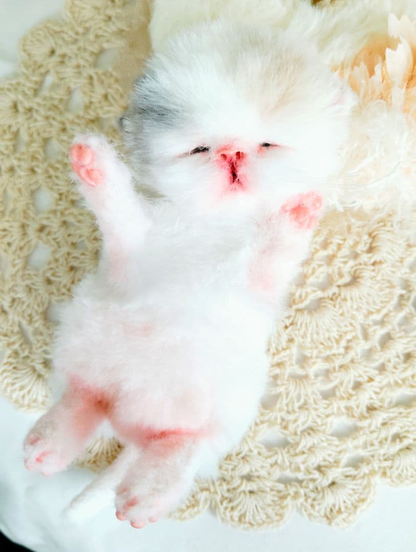 生後２日♡生まれたて子猫ちゃん♡エキゾベビー♡お布団セット♡アートドール♡