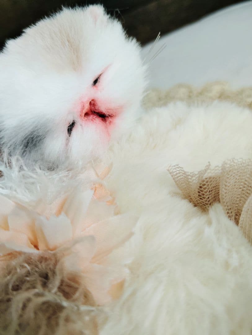 生後２日♡生まれたて子猫ちゃん♡エキゾベビー♡お布団セット♡アートドール♡