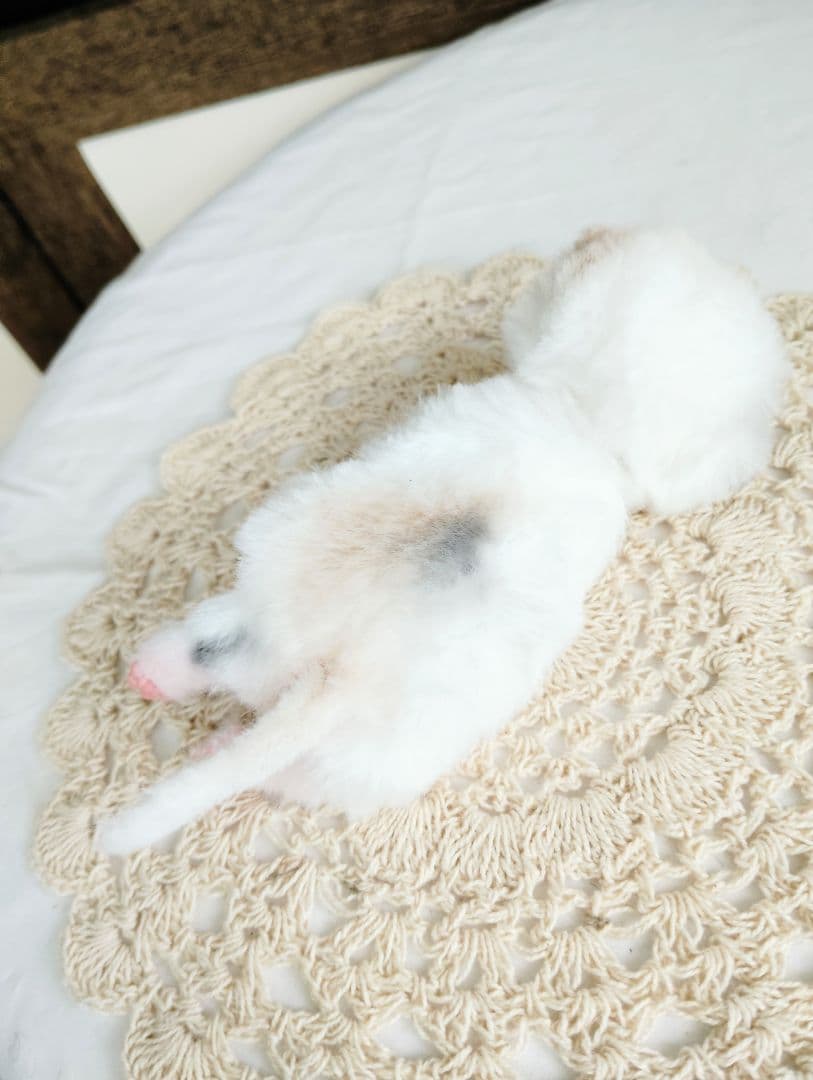 生後２日♡生まれたて子猫ちゃん♡エキゾベビー♡お布団セット♡アートドール♡