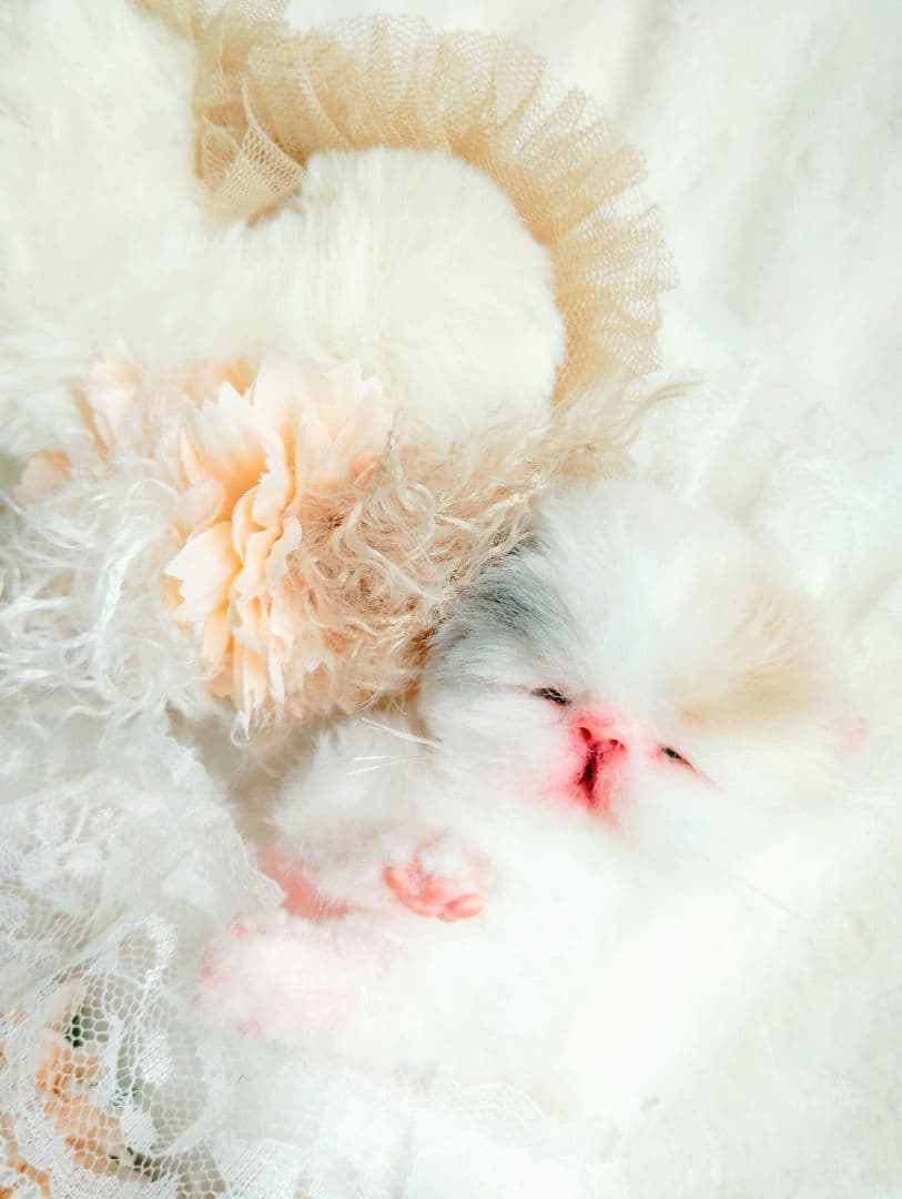 生後２日♡生まれたて子猫ちゃん♡エキゾベビー♡お布団セット♡アートドール♡