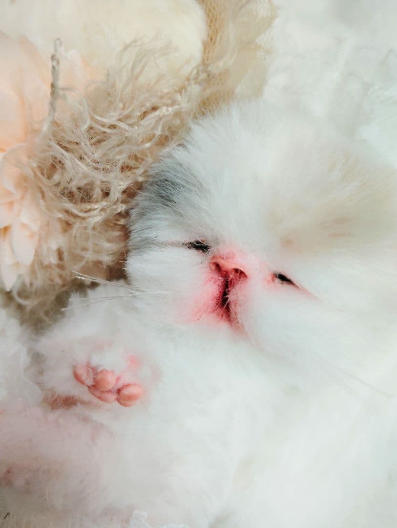 生後２日♡生まれたて子猫ちゃん♡エキゾベビー♡お布団セット♡アートドール♡