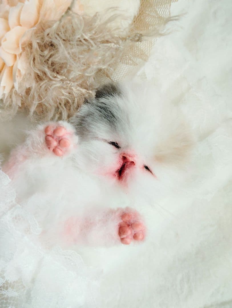 生後２日♡生まれたて子猫ちゃん♡エキゾベビー♡お布団セット♡アートドール♡