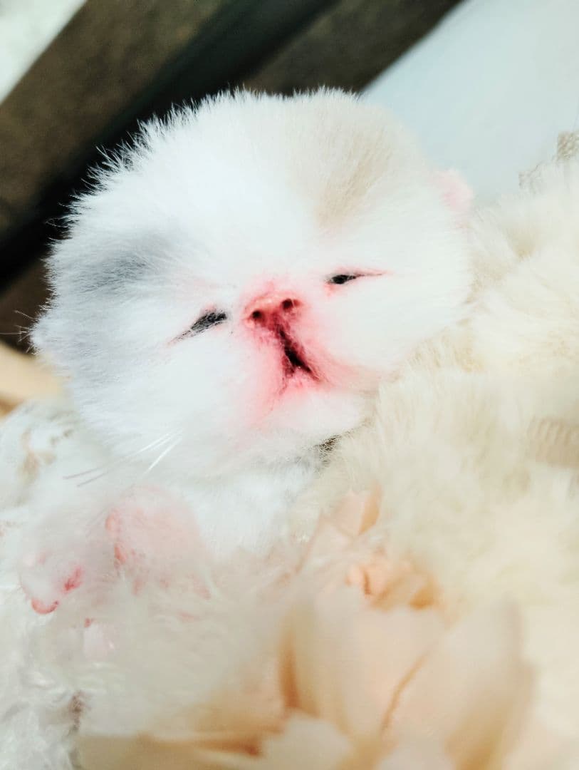 生後２日♡生まれたて子猫ちゃん♡エキゾベビー♡お布団セット♡アートドール♡