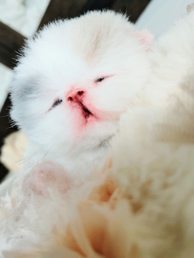 生後２日♡生まれたて子猫ちゃん♡エキゾベビー♡お布団セット♡アートドール♡