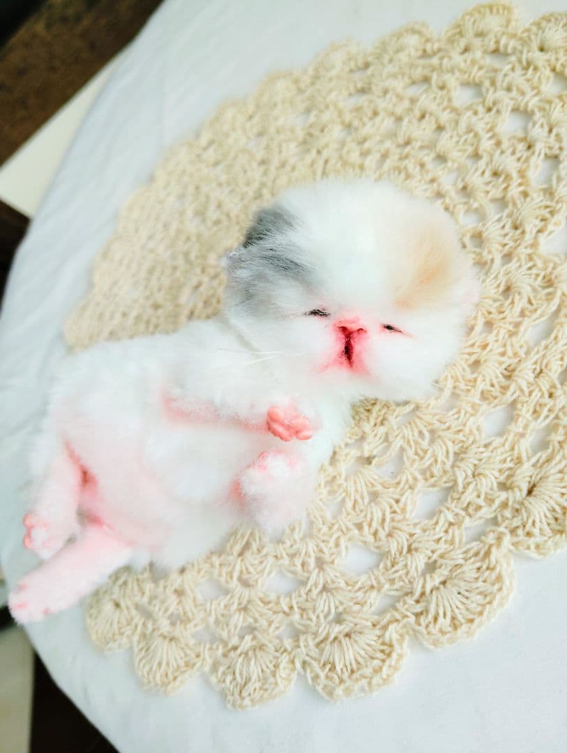 生後２日♡生まれたて子猫ちゃん♡エキゾベビー♡お布団セット♡アートドール♡