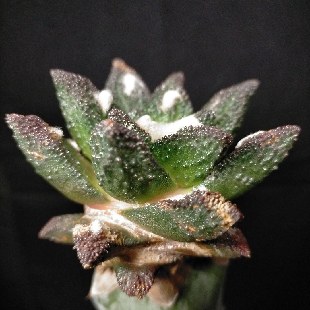 アリオカルプス ブラボアナス 希少 竜角牡丹 亀甲牡丹 花牡丹 玉牡丹 黒牡丹