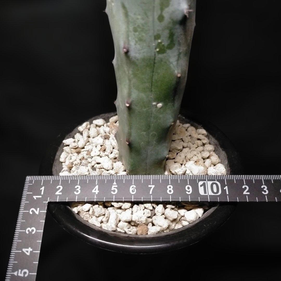 アリオカルプス ブラボアナス 希少 竜角牡丹 亀甲牡丹 花牡丹 玉牡丹 黒牡丹