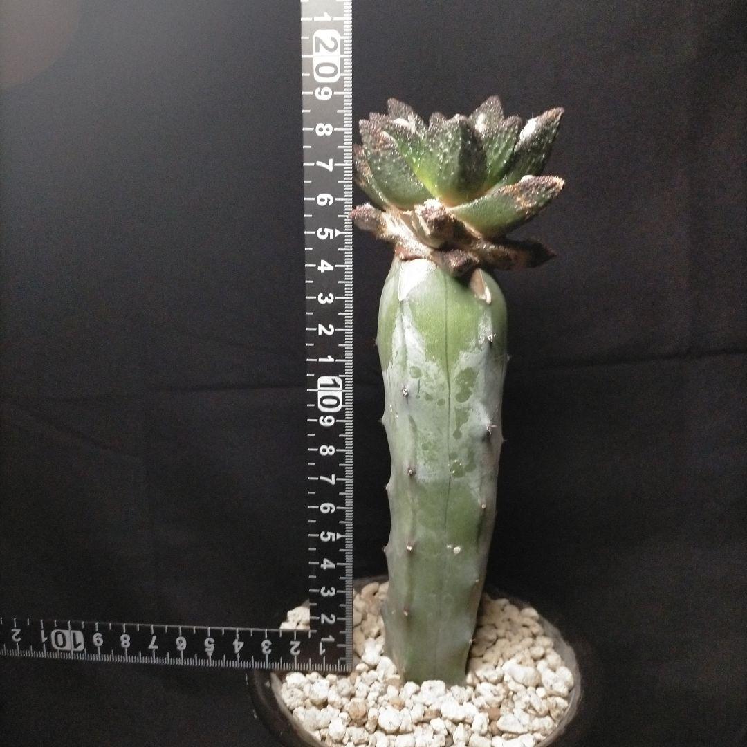 アリオカルプス ブラボアナス 希少 竜角牡丹 亀甲牡丹 花牡丹 玉牡丹 黒牡丹