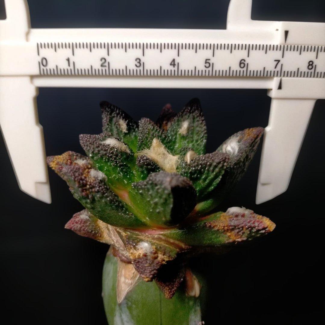 アリオカルプス ブラボアナス 希少 竜角牡丹 亀甲牡丹 花牡丹 玉牡丹 黒牡丹